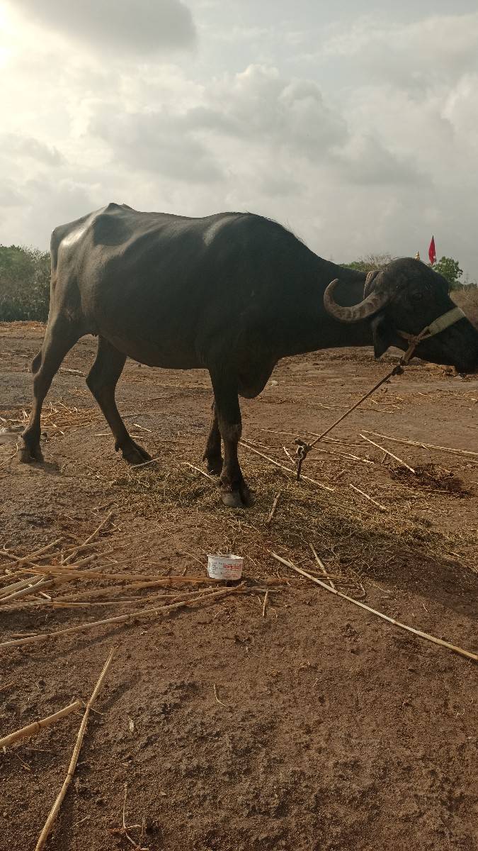 1 લુ વેતર