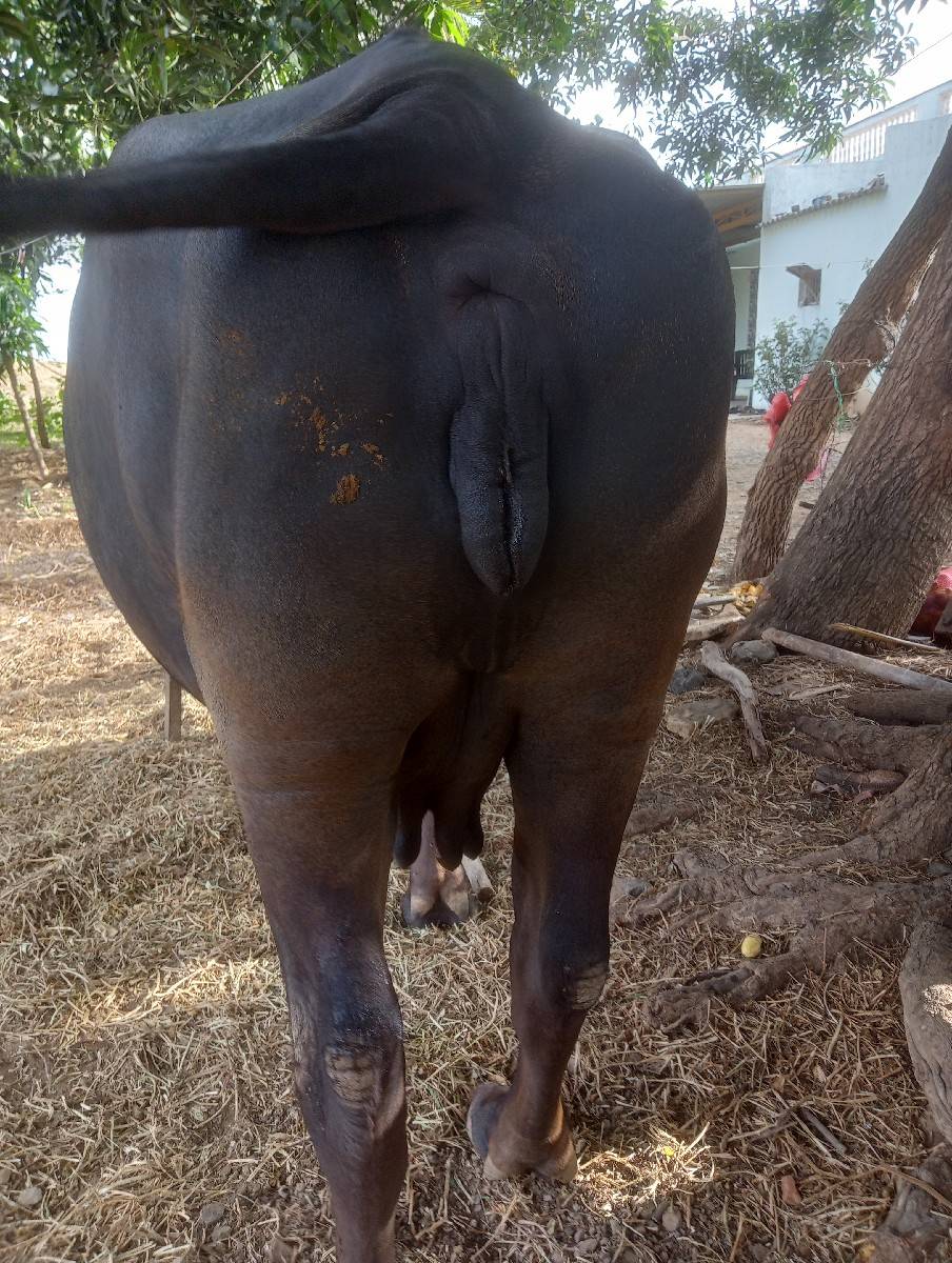 ભેંસ વેચવાની છે