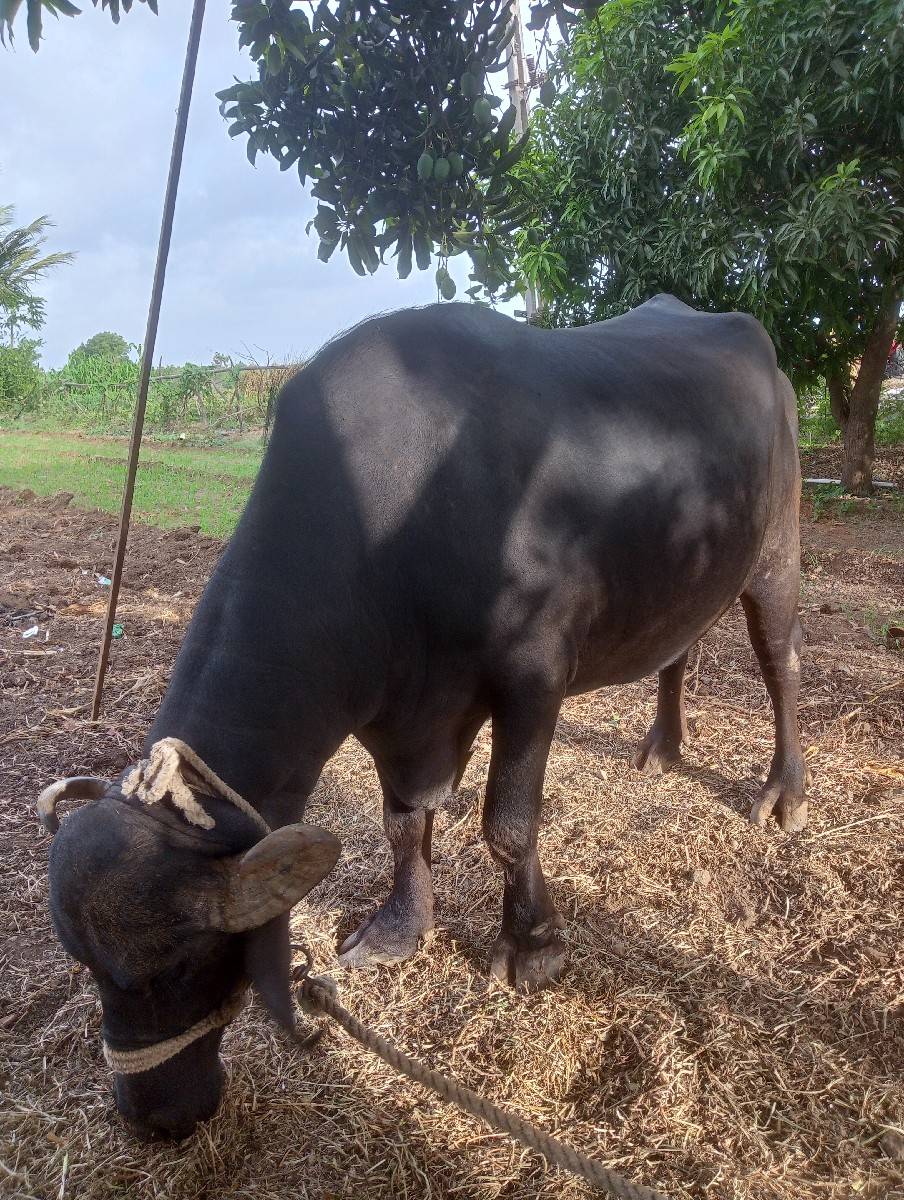 ભેંસ વેચવાની છે