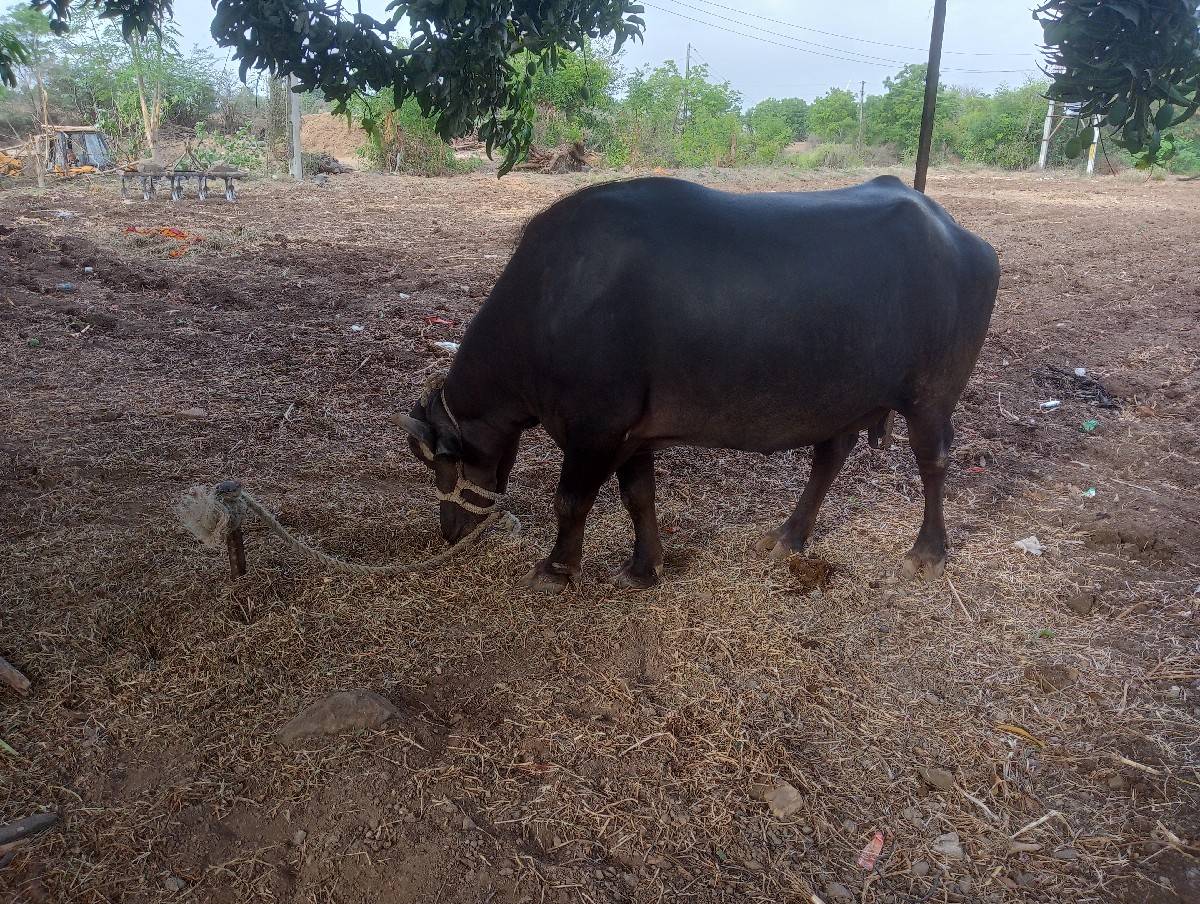 ભેંસ વેચવાની છે