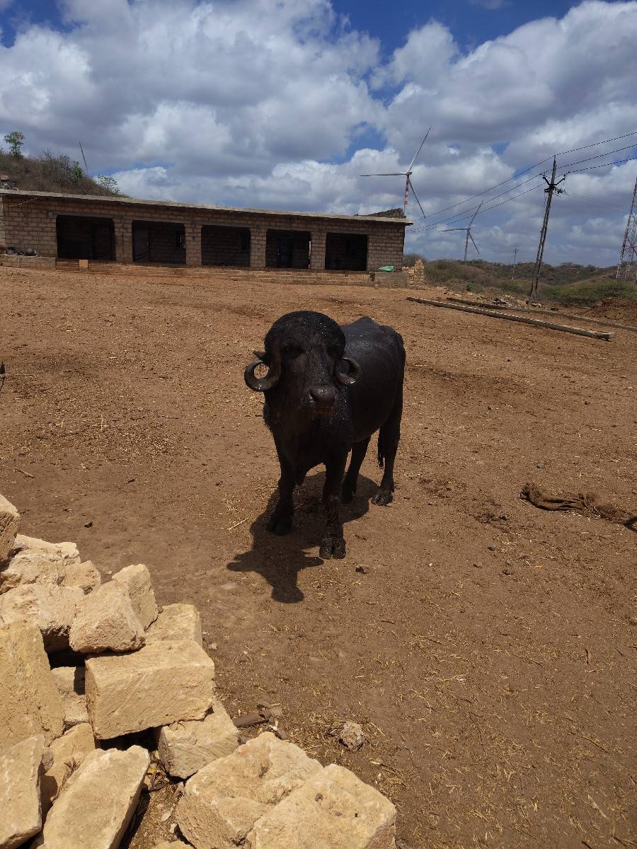 પાડો