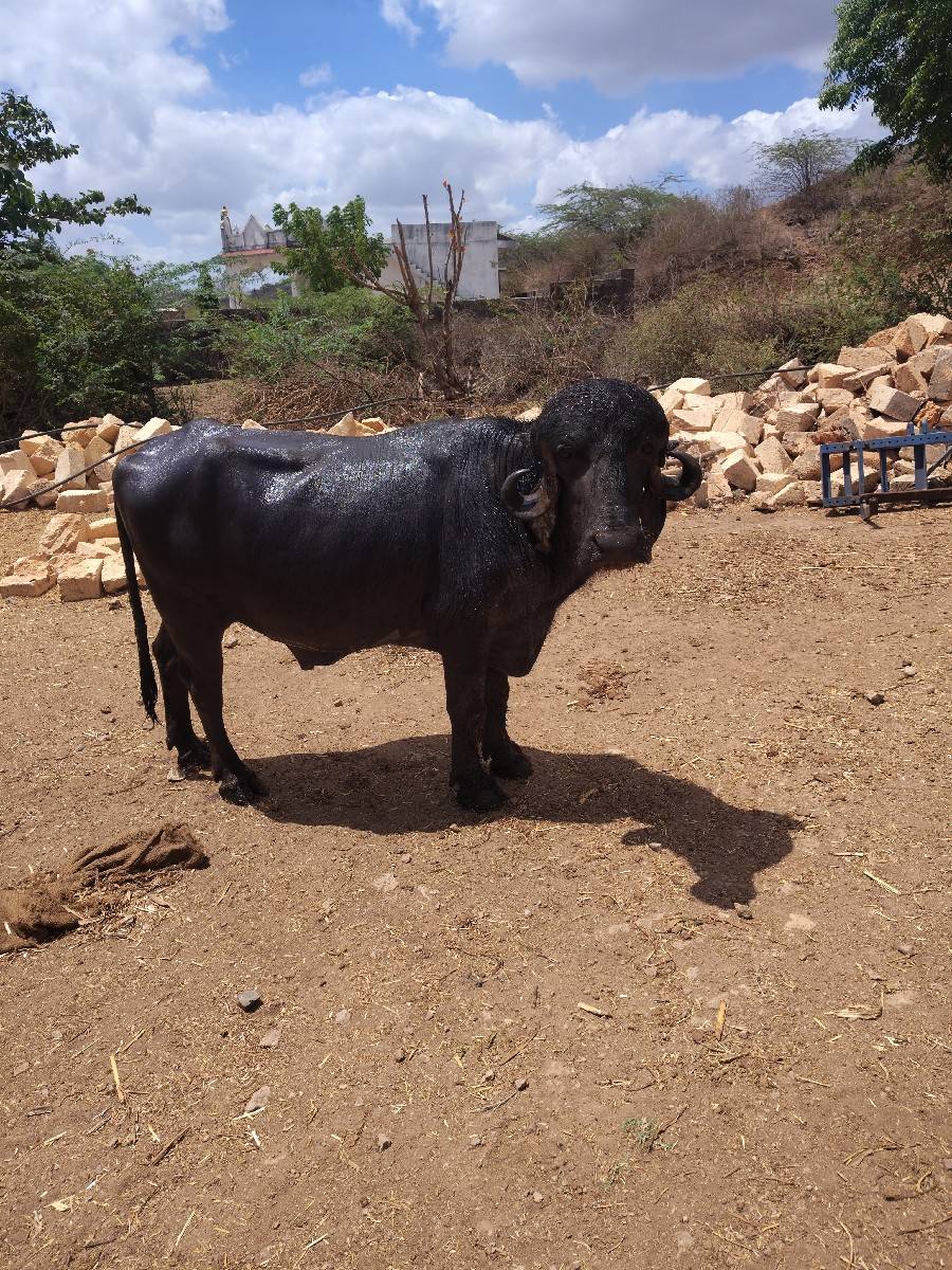 પાડો