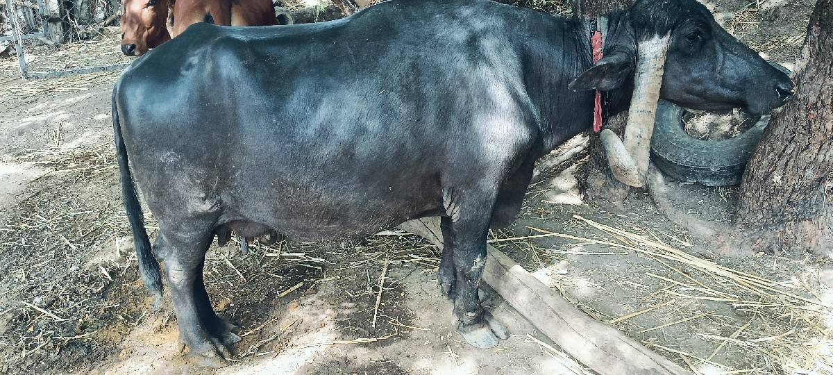 ભેંસ વેચવાની છે