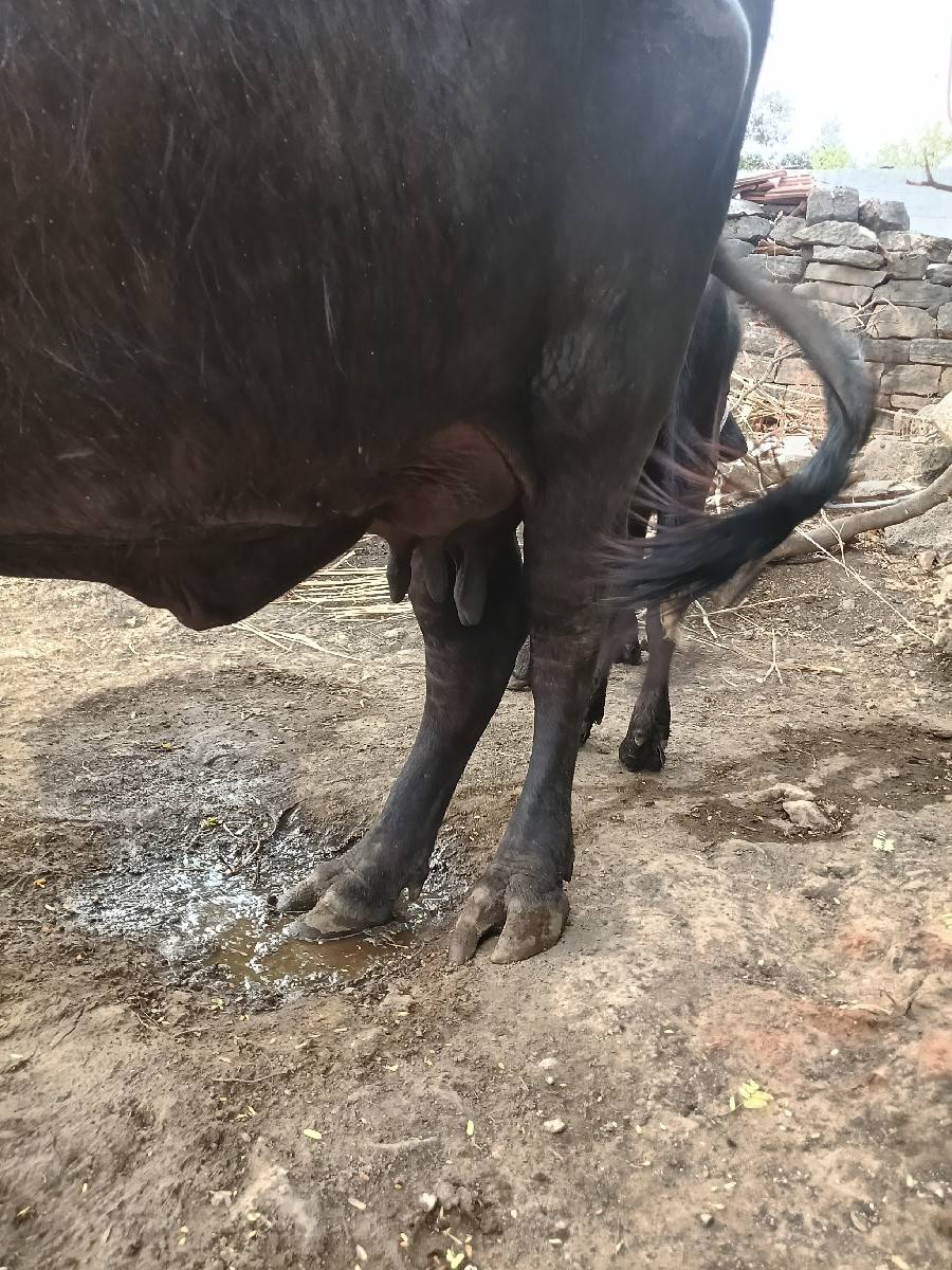 ભેંસ વેચવાની.છે