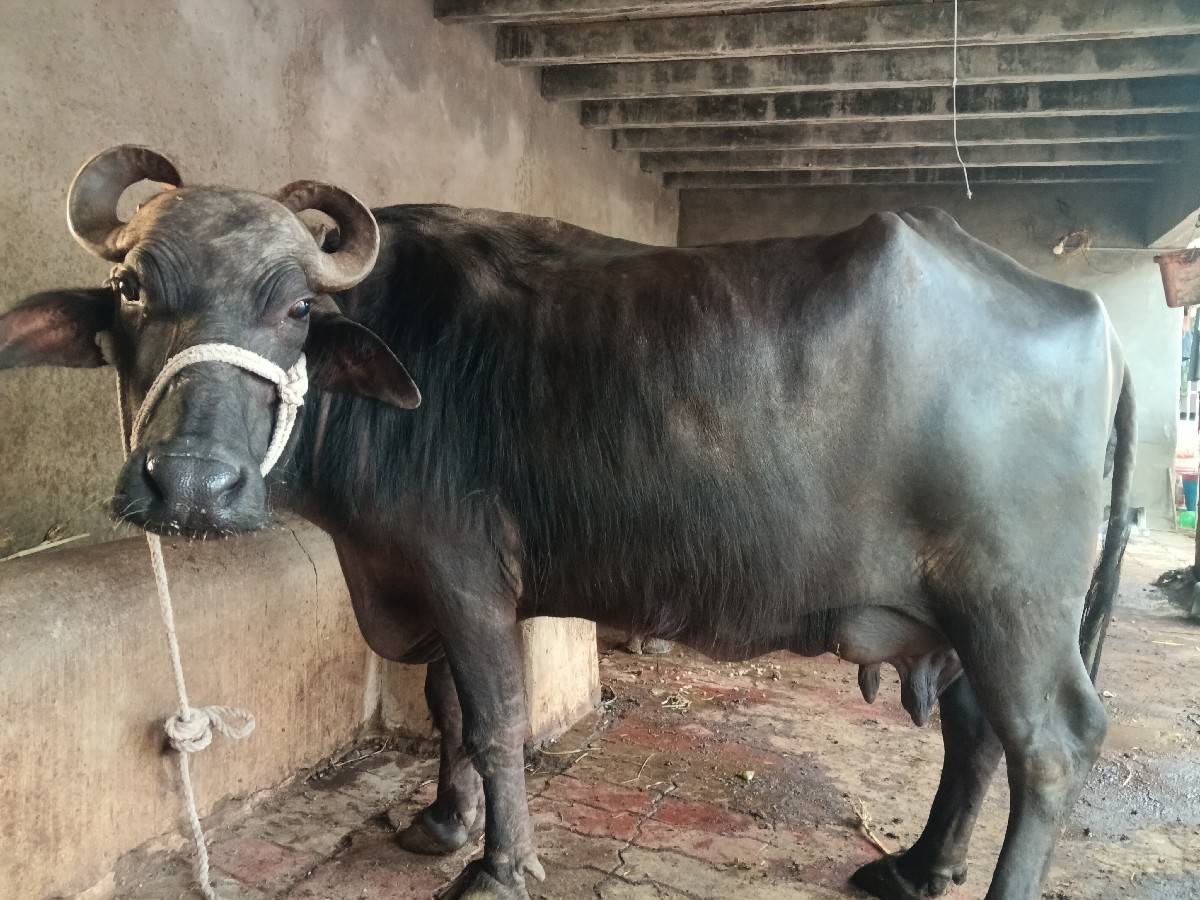 ત્રીજો વેધર ભેંસ વેચવાની છે