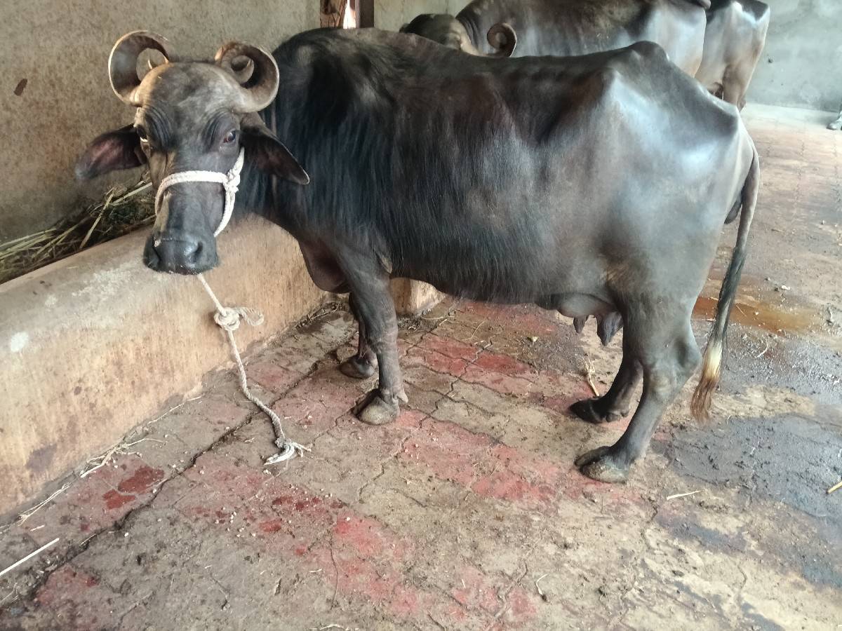 ત્રીજો વેધર ભેંસ વેચવાની છે