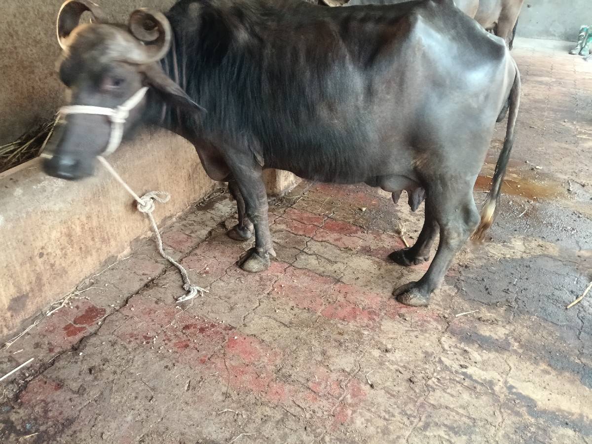 ત્રીજો વેધર ભેંસ વેચવાની છે