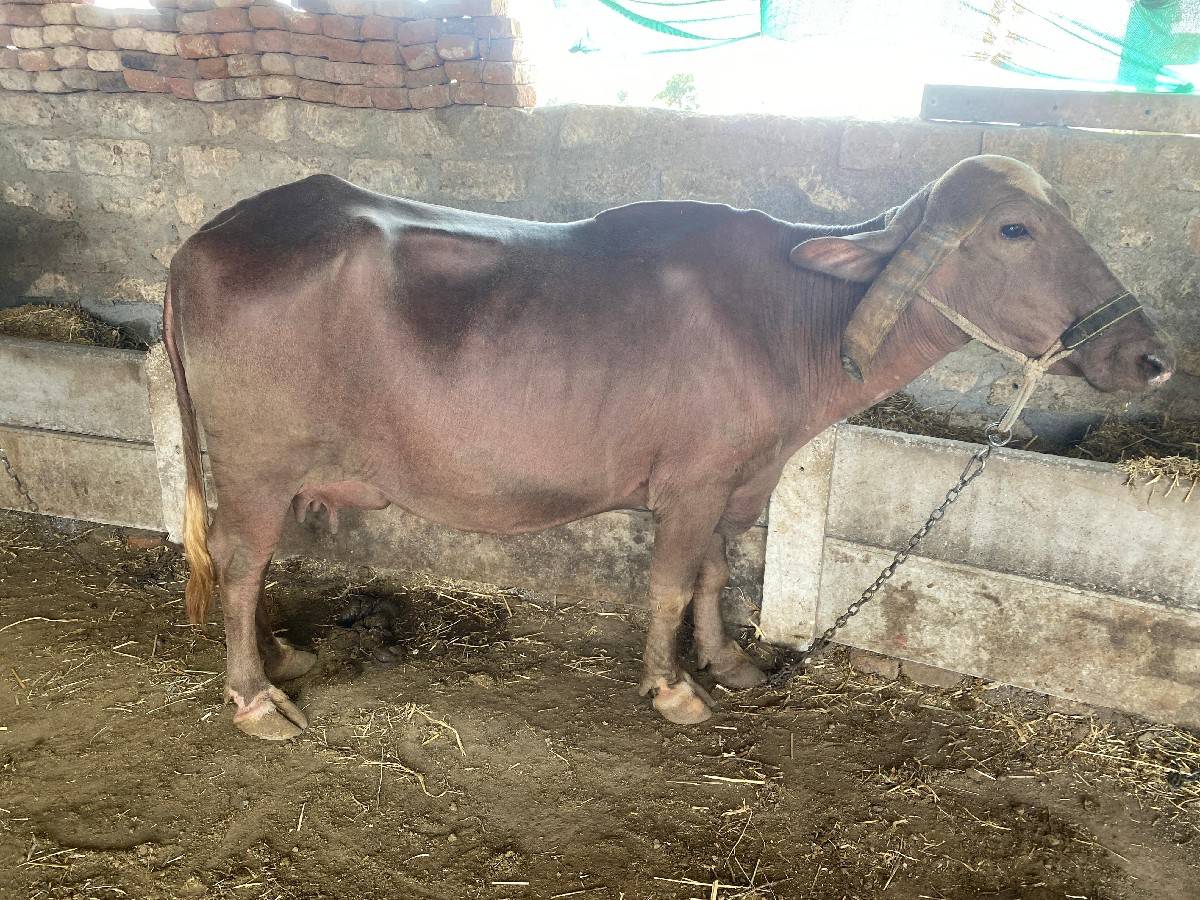 ભેંસ