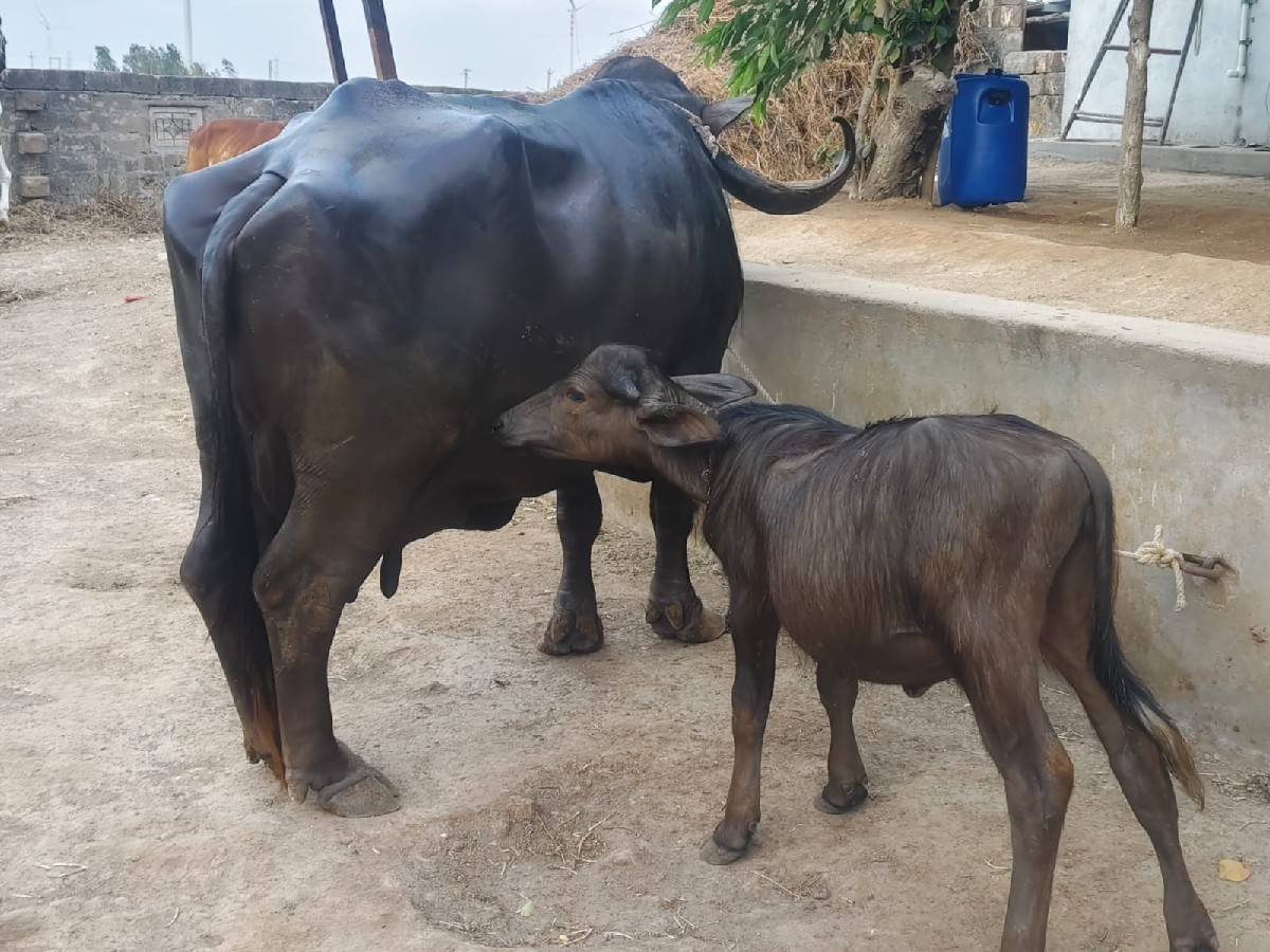 ભેસ વેચવાની છે