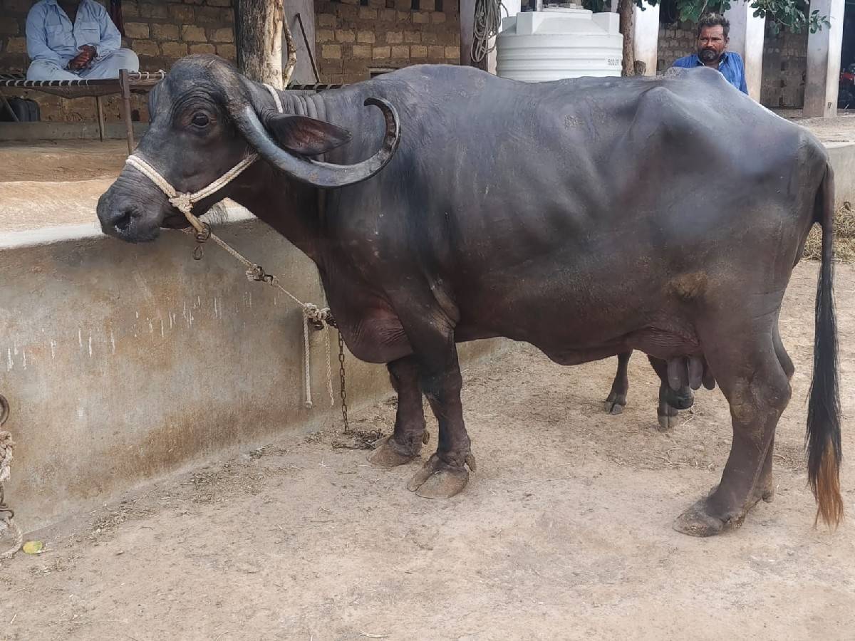 ભેસ વેચવાની છે