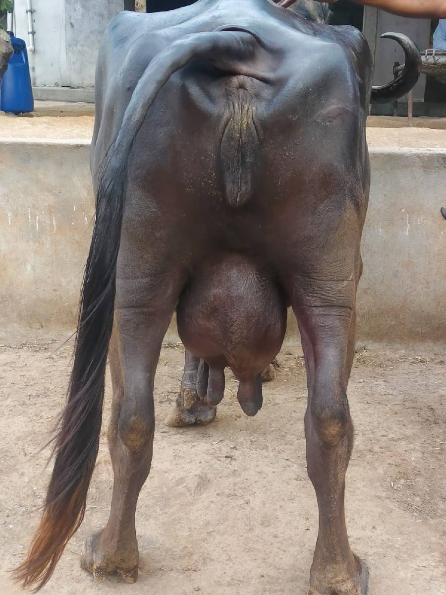 ભેસ વેચવાની છે