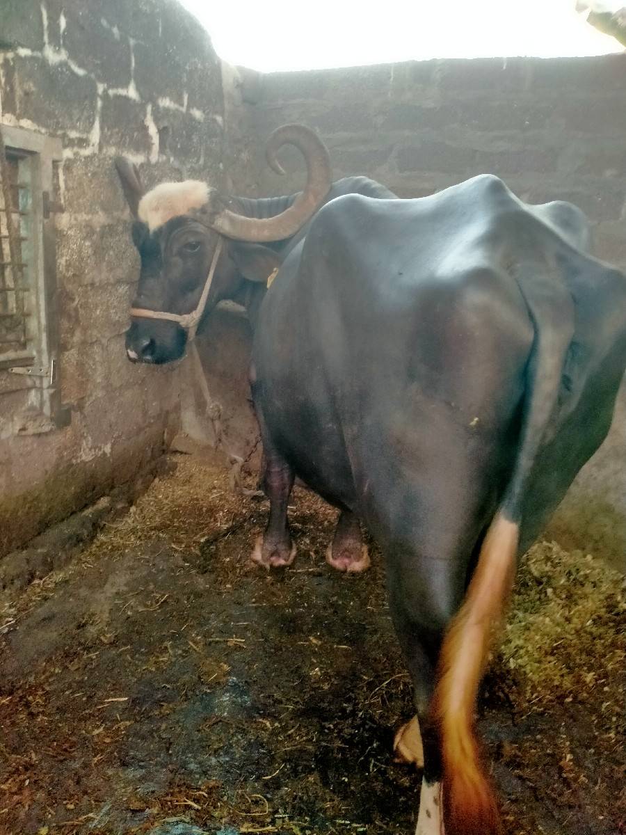 આ..ભૈશવેશવાનીછે
