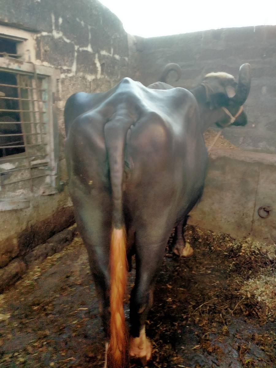 આ..ભૈશવેશવાનીછે