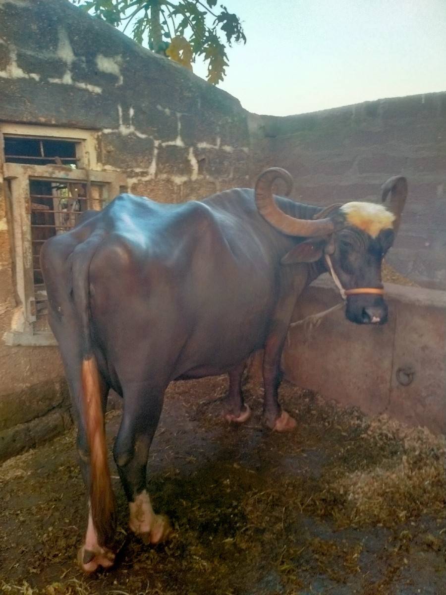 આ..ભૈશવેશવાનીછે