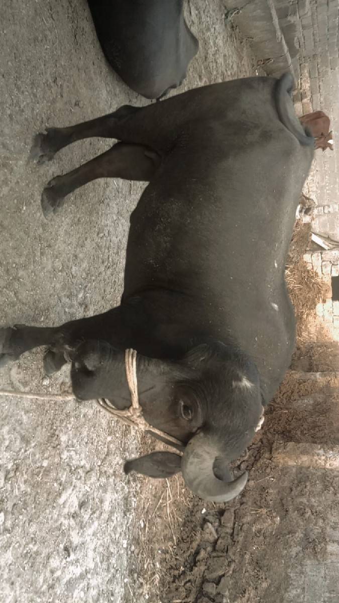 ખડેલી વેચવાની છે