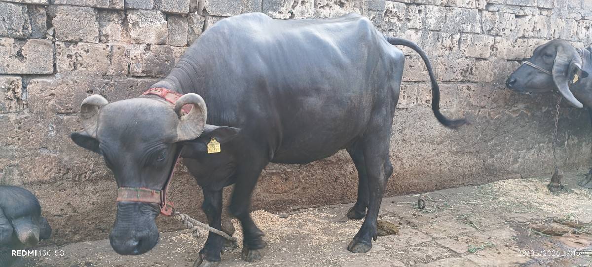 ખડેલી વેસવાની છે