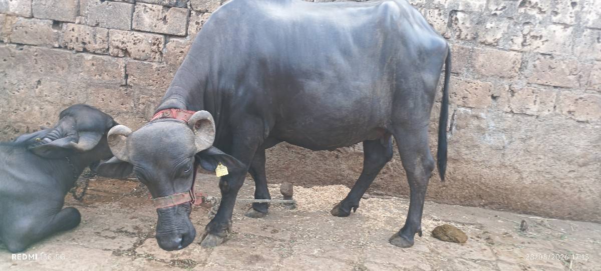 ખડેલી વેસવાની છે