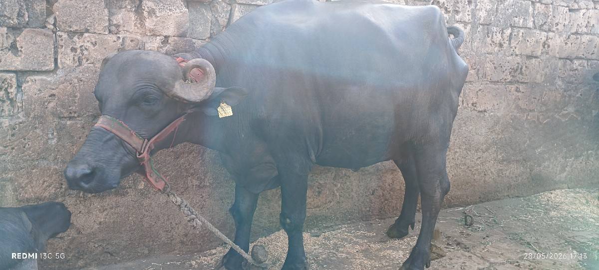 ખડેલી વેસવાની છે