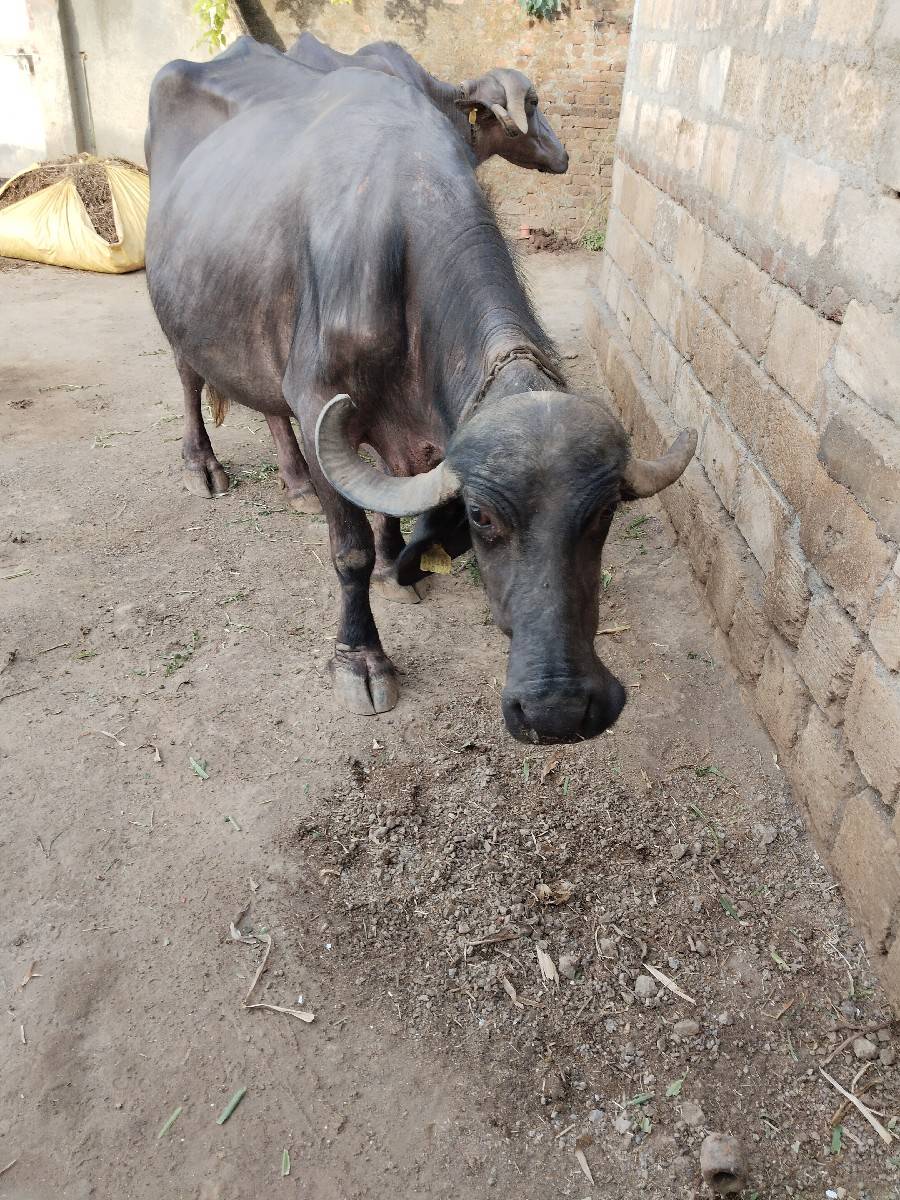 ભેંસ વેચવાની છે