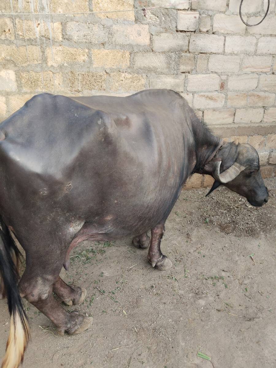 ભેંસ વેચવાની છે