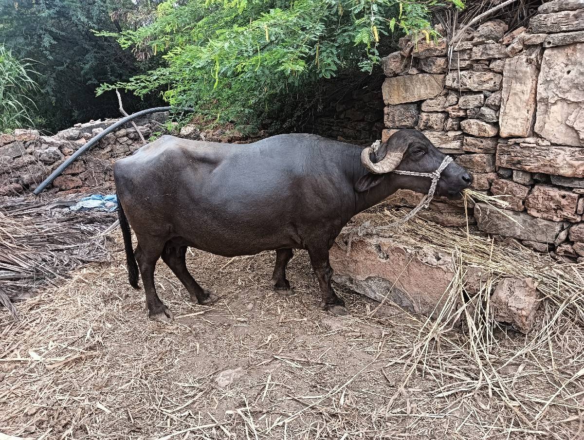 ભેંશ વેચવાની છે