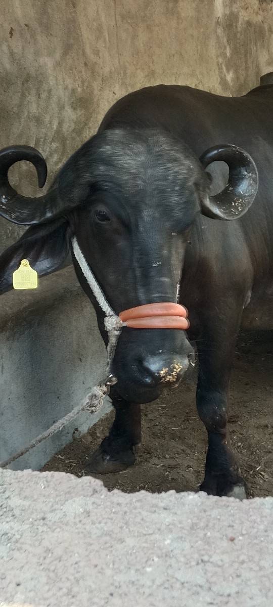 ભેંસ
