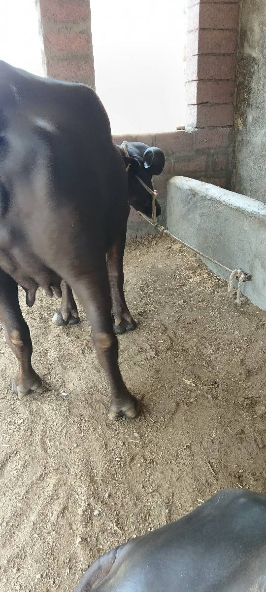 ભેંસ