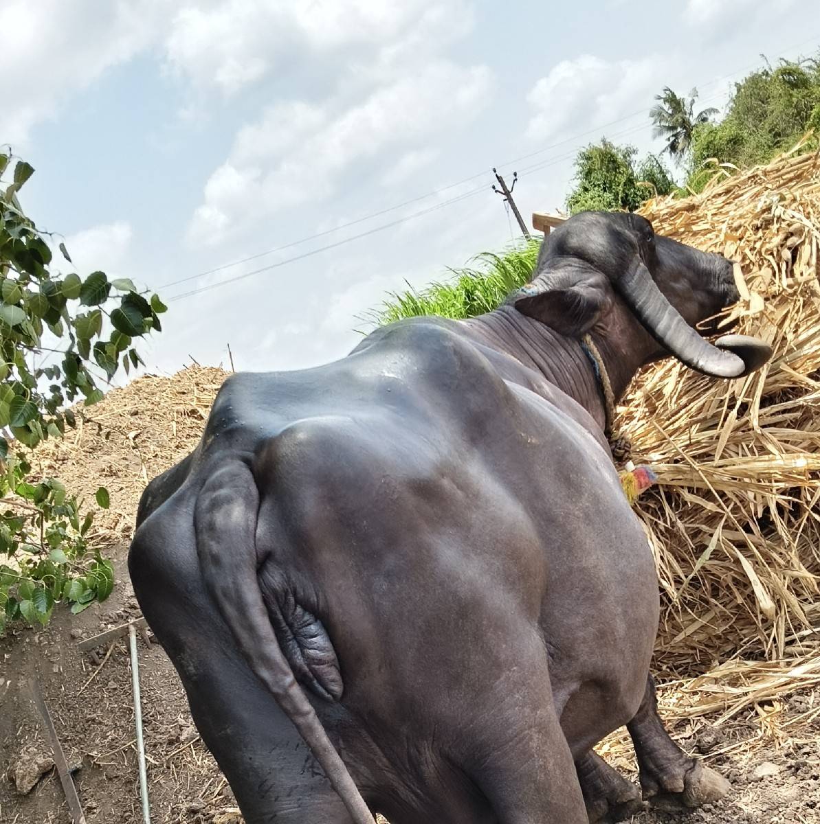3 વેતર, 10+10 દુધ