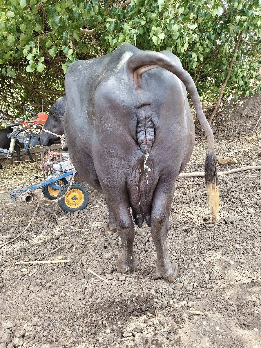 3 વેતર, 10+10 દુધ