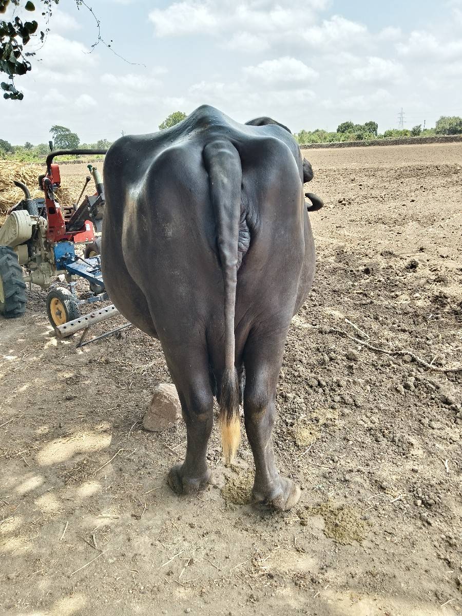 3 વેતર, 10+10 દુધ