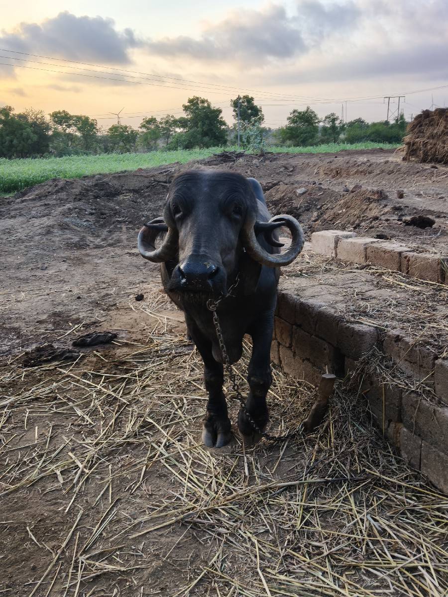 ભેંસ વેચવાની છે
