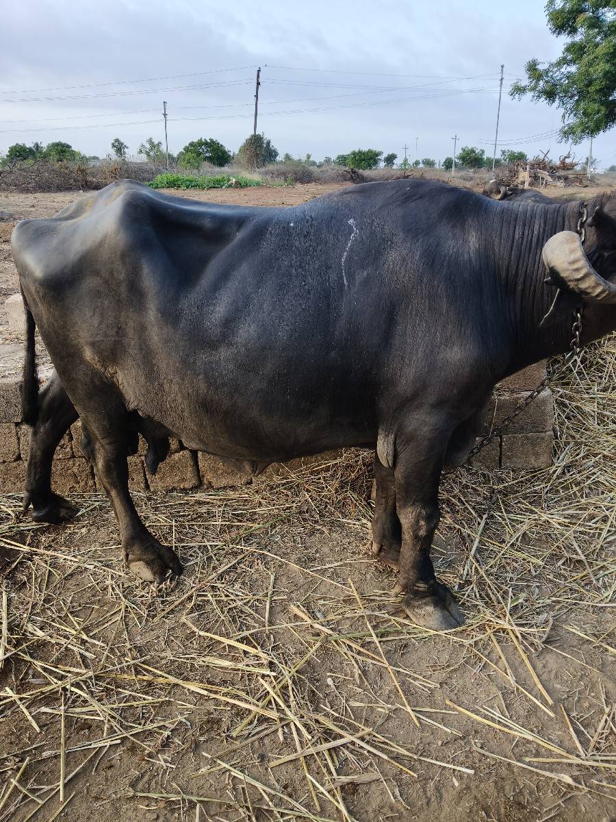 ભેંસ વેચવાની છે