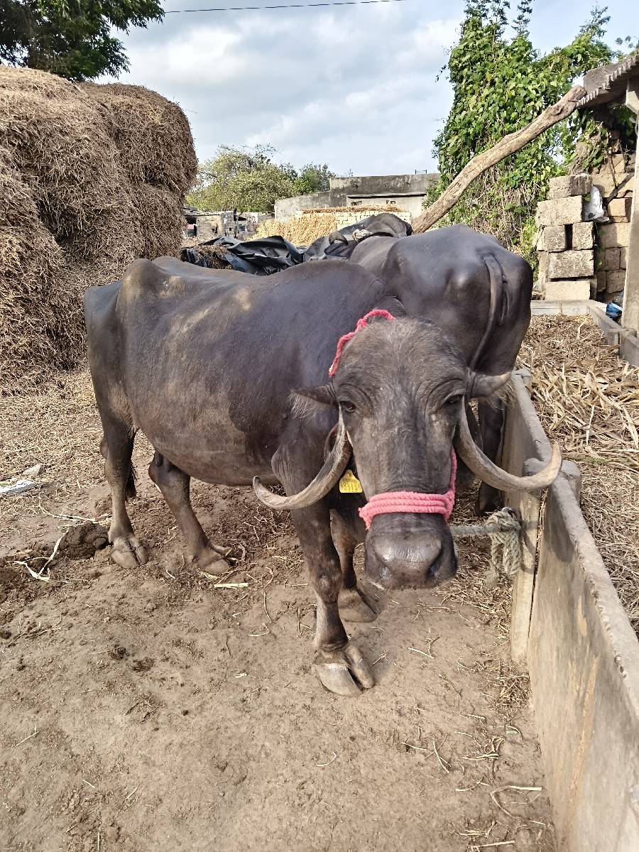 ભેંસ વેચવાની છે વેતર ચોથો