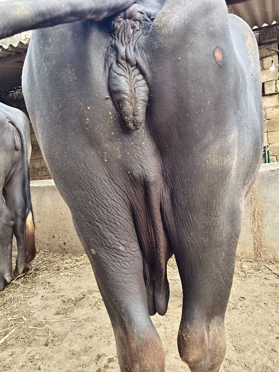 ભેંસ વેચવાની છે વેતર ચોથો