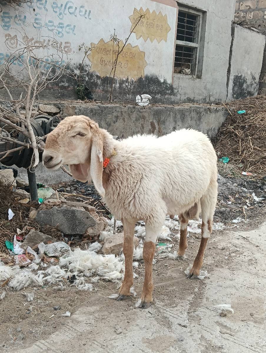 ઘેટો વેચવાનો છે