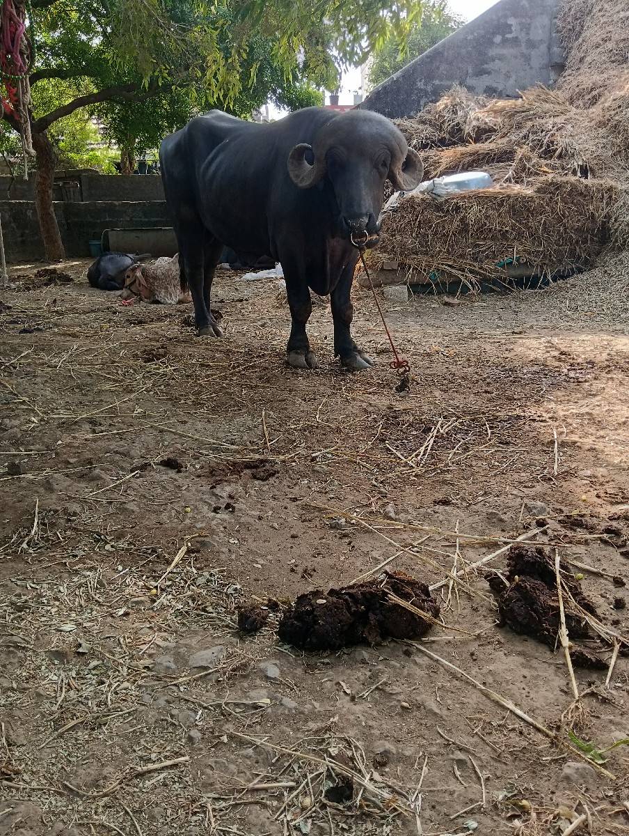 1 ભેંસ વેચવાની છે 1 પાડો વેચવાનો છે