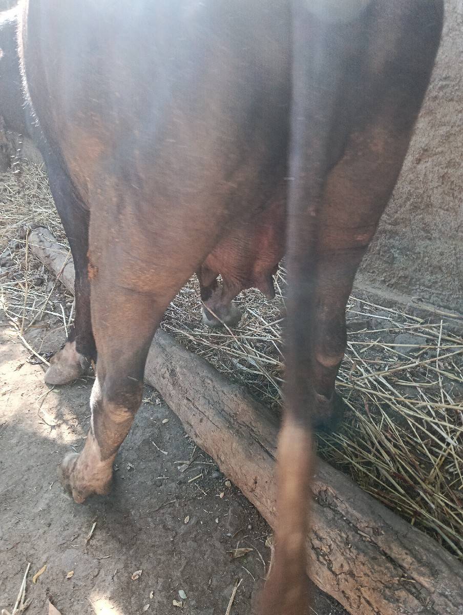 1 ભેંસ વેચવાની છે 1 પાડો વેચવાનો છે