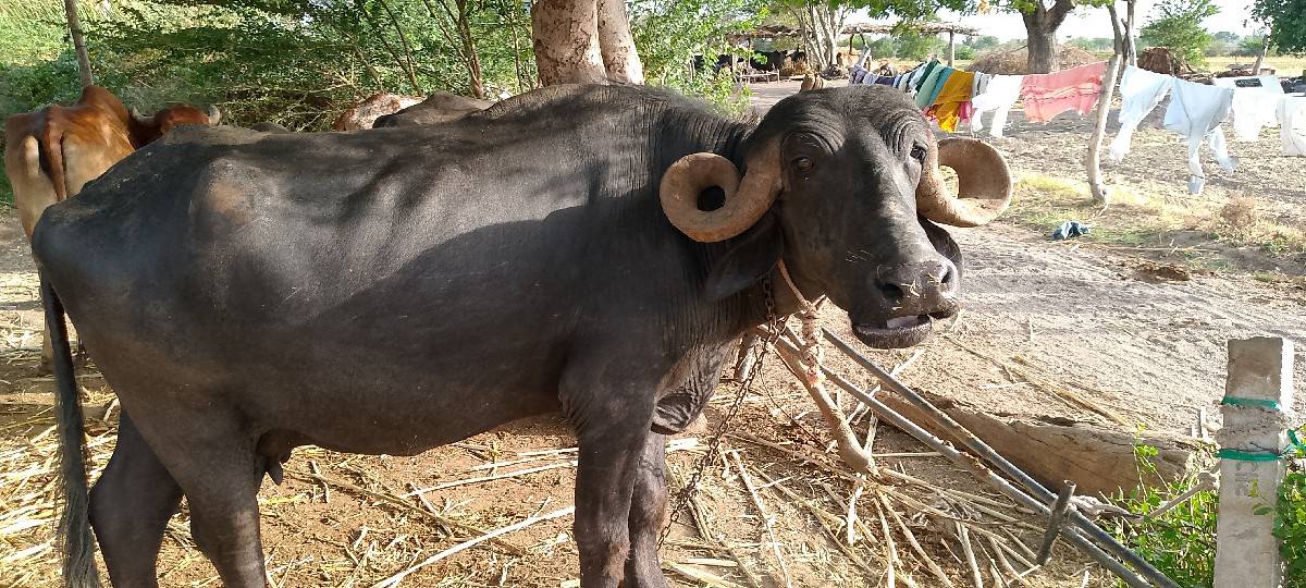સાત મહિનાનું ગામ છે ચેક કરી લેવાની
