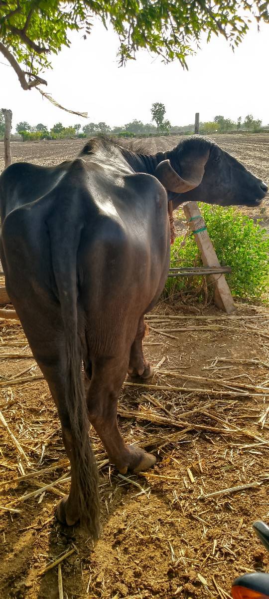 સાત મહિનાનું ગામ છે ચેક કરી લેવાની