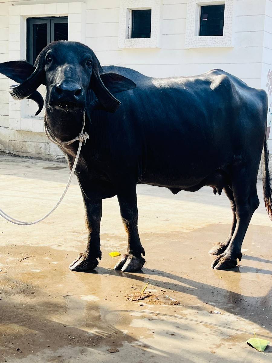 ભેંશ વેચવાની છે