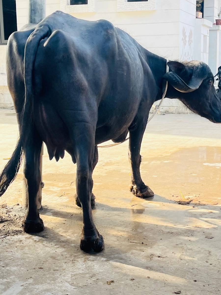 ભેંશ વેચવાની છે
