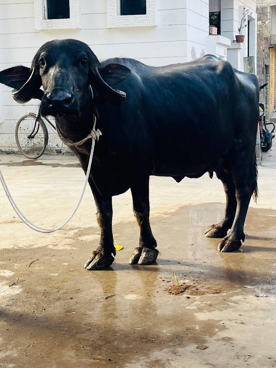 ભેંશ વેચવાની છે