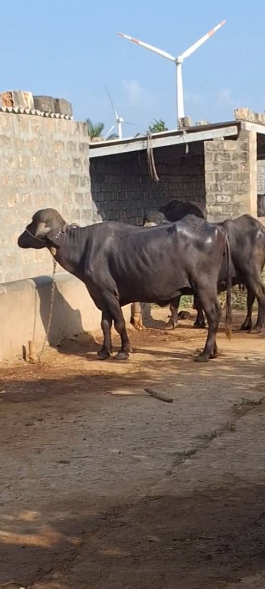 2જુ વેટર 2 મહિના નો ગાભ