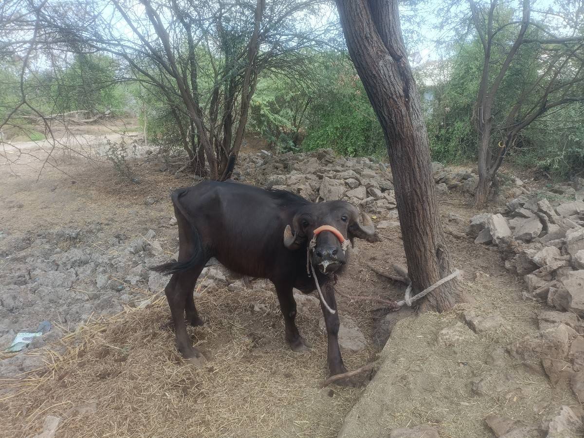 પાડી
