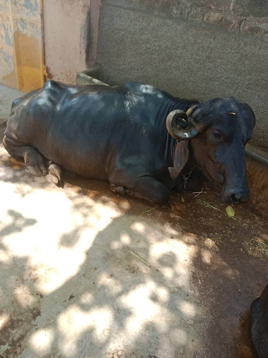 ખડેલી વેચવા ની છે