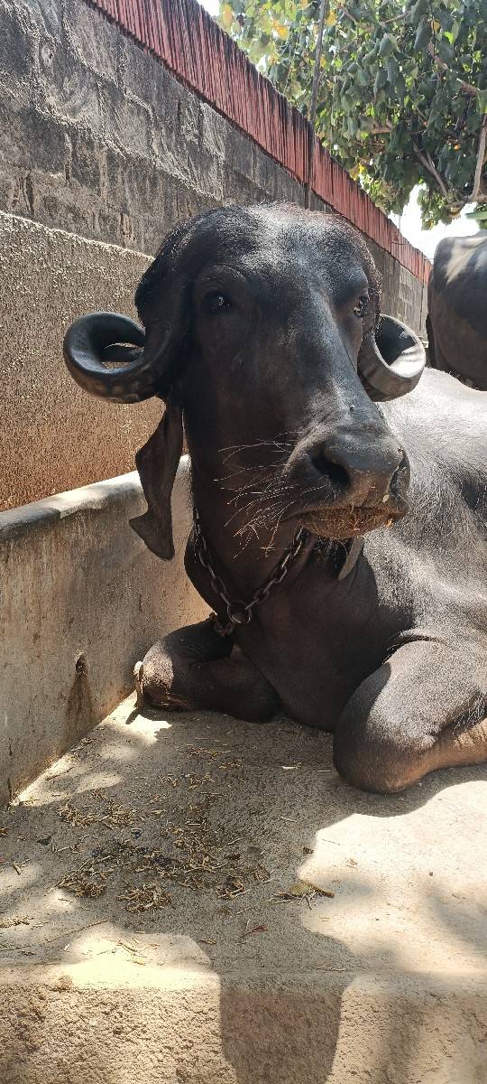 ખડેલી વેચવા ની છે