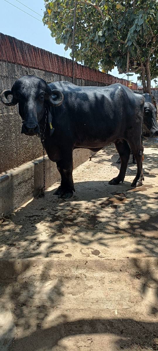 ખડેલી વેચવા ની છે