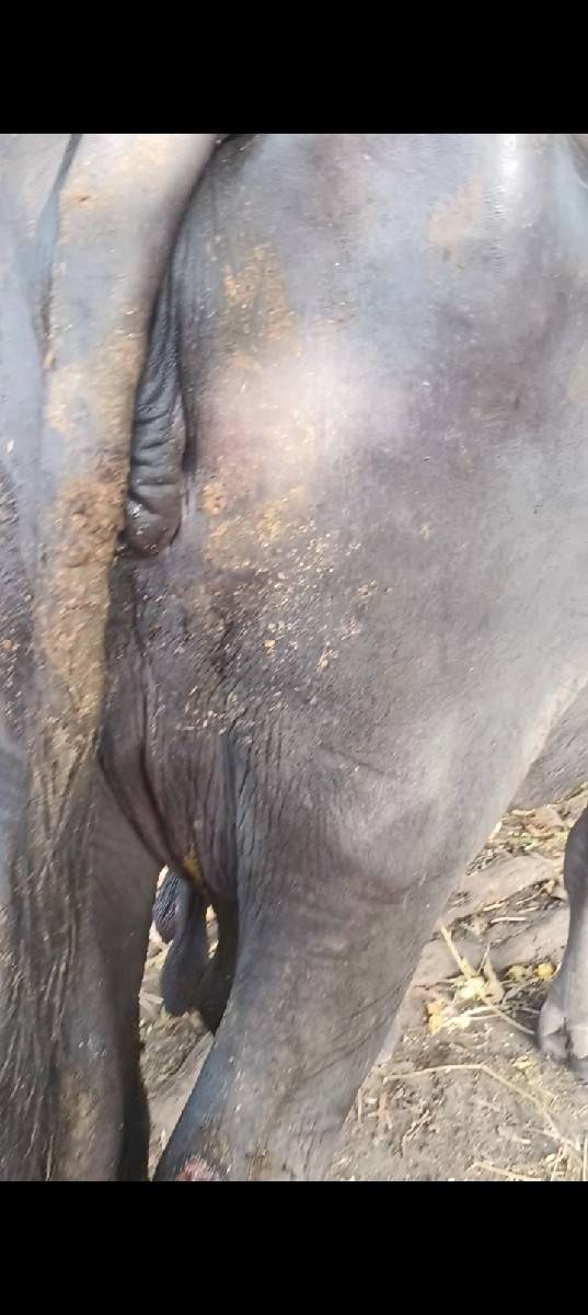 આ ભેંસ વેચવાની છે