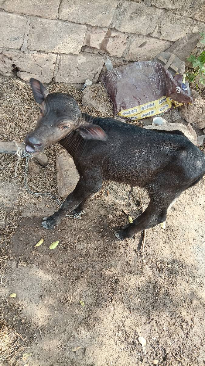 આ ભેંસ વેચવાની છે
