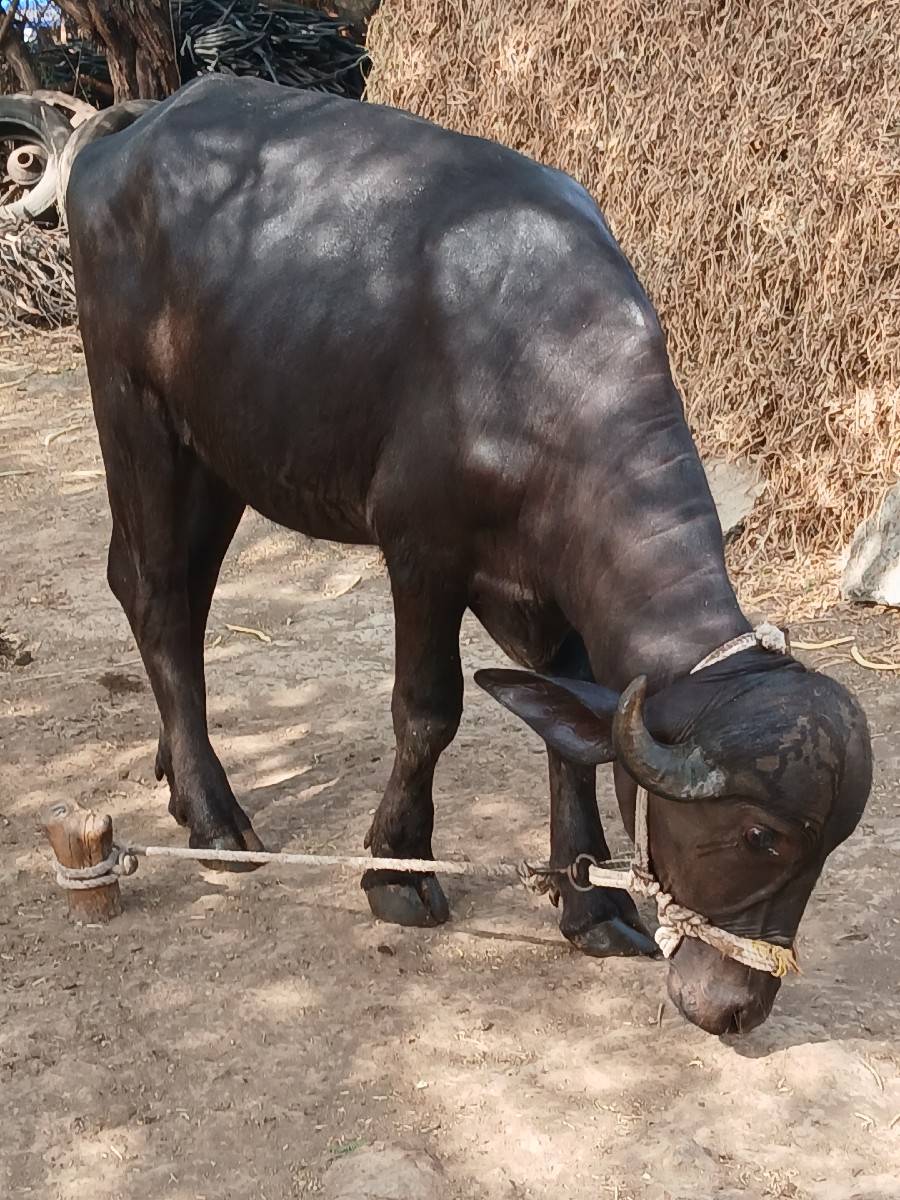 ખડાય